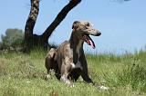 GREYHOUND 130